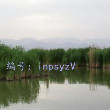 ̫